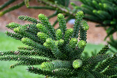 Humboldt&rsquo;s Araucaria  Araucaria humboldtensis,Australia,Geotagged,Summer
