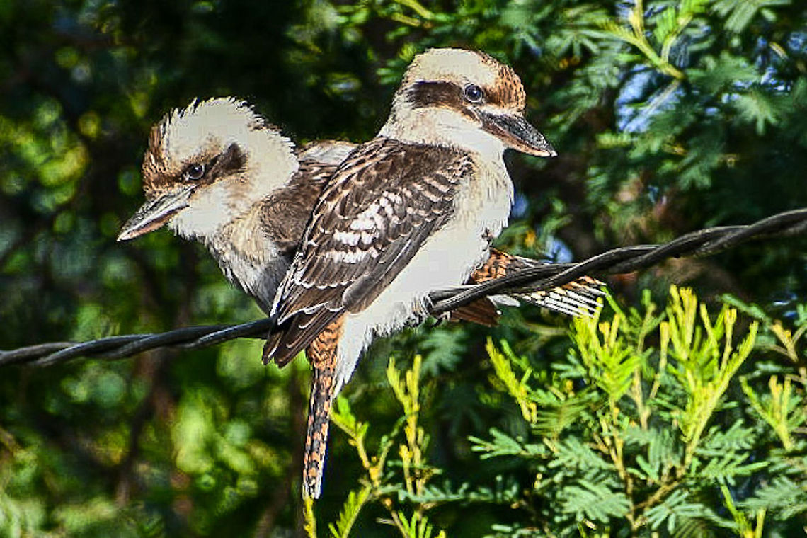 Twin_Kookaburras_ This raucous pair decided to pay an early morning visit.They were then joined by another group of 5!<br />
They really are a joy to have around home. Australia,Dacelo novaeguineae,Geotagged,Laughing Kookaburra,Summer