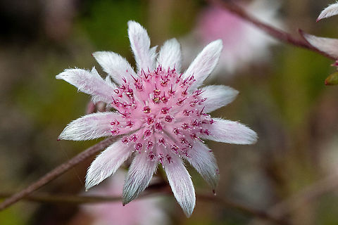 Rare Pink Flannel Flower The Blue Mountains are experiencing new life after the fires ravaged our beautiful country in 2019/2020.
These ultra rare pink flannel flowers are in bloom in their thousands bringing new life to a landscape that is still charred. While not endangered as a species they appear so infrequently that many bush walkers have never seen them. The seeds can lay dormant for years on end ,waiting for a special confluence of events forming the right conditions for their emergence-a year or so after a bushfire followed by rainfall. Actinotus forsythii,Australia,Geotagged,Summer