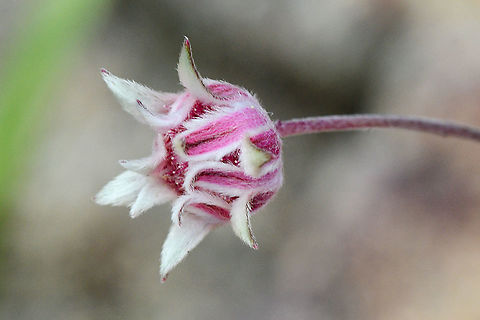 Actinotus_forsythii Pink Flannel Flower Actinotus forsythii,Australia,Geotagged,Summer