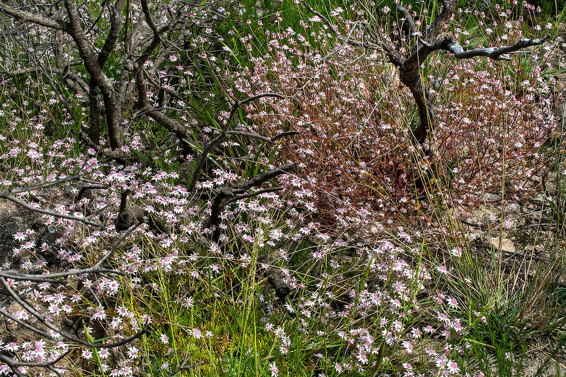 Wildflowers Pink Flannel Flowers Actinotus forsythii,Australia,Geotagged,Summer