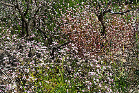 Wildflowers Pink Flannel Flowers Actinotus forsythii,Australia,Geotagged,Summer