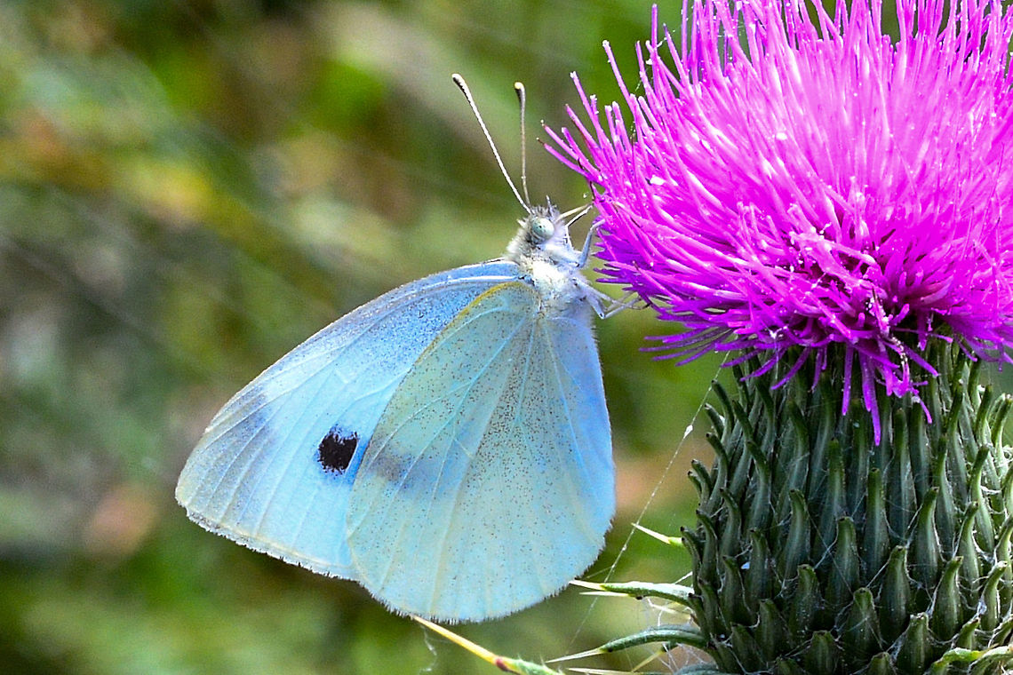 Butterfly _“Thistle_do”  Australia,Cabbage moth,Geotagged,Large white,Mamestra brassicae,Pieris rapae,Small White,Small white,Summer