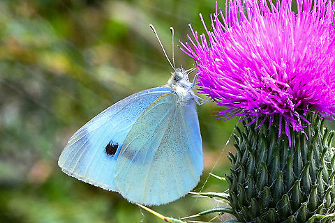 Butterfly _“Thistle_do”  Australia,Cabbage moth,Geotagged,Large white,Mamestra brassicae,Pieris rapae,Small White,Small white,Summer