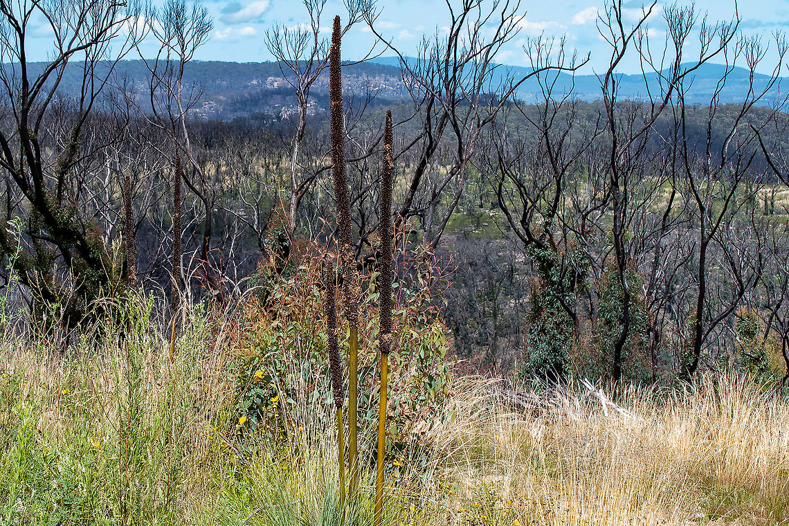 Xanthorrhoea-grass tree The bush is slowly starting to recover from the bushfires of 2019/2020. Australia,Geotagged,Grass tree,Summer,Xanthorrhoea australis