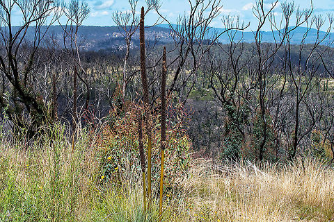 Xanthorrhoea-grass tree The bush is slowly starting to recover from the bushfires of 2019/2020. Australia,Geotagged,Grass tree,Summer,Xanthorrhoea australis