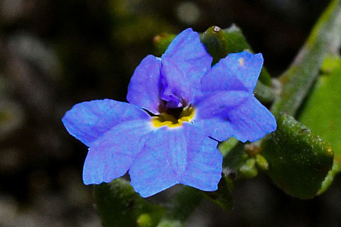 Blue_Dampiera_Stricta  Australia,Blue Dampiera,Dampiera stricta,Geotagged,Summer