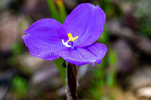 Patersonia_sericea  Australia,Geotagged,Patersonia sericea,Purple flag,Summer