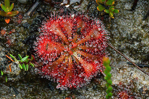 Sundew-Drosera_spatulata These have emerged through all the  rain we have had! Australia,Drosera spatulata,Geotagged,Spoon-leaved sundew,Summer