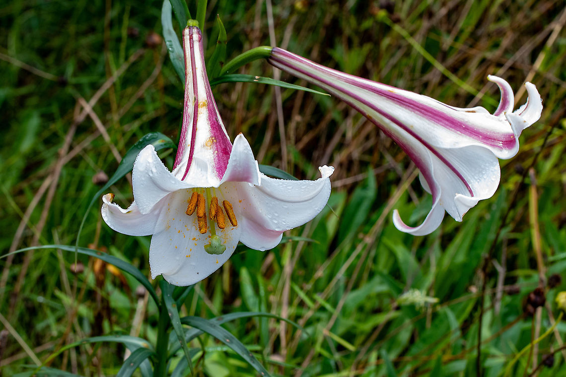 Lilium_Formosa These are out everywhere at the moment particularly along the roadside and railway tracks. Australia,Geotagged,Lilium formosa,Lilium formosanum,Summer