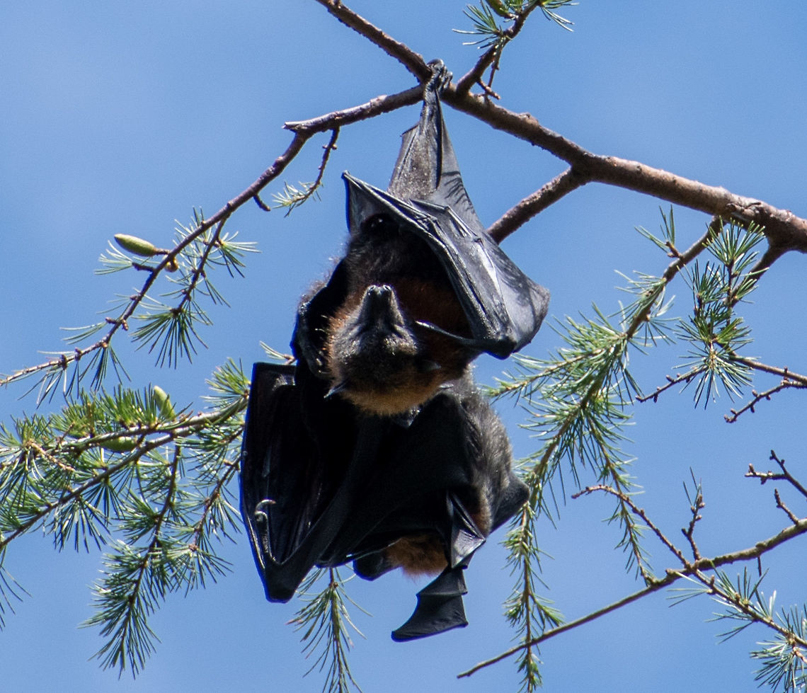 Flying_Fox_Couple  Australia,Geotagged,Grey-headed flying fox,Pteropus poliocephalus,Summer