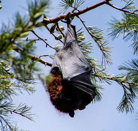 It’s_a_wrap  Australia,Geotagged,Grey-headed flying fox,Pteropus poliocephalus,Summer