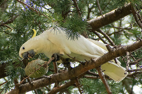 White_Cockatoo_pine_cone Devouring a pine cone! Australia,Cacatua galerita,Geotagged,Sulphur Crested,Summer