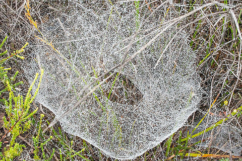 Spider web in the dew  Australia,Geotagged,Summer