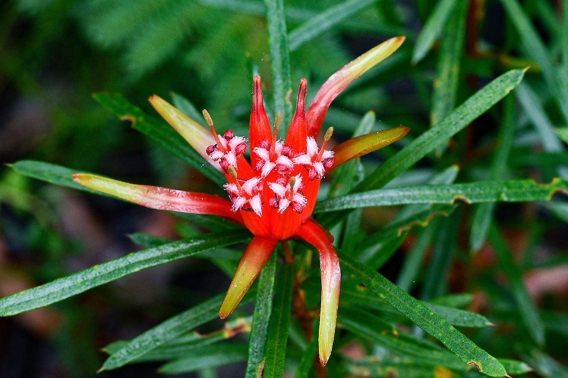 Mountain Devil These beauties are ablaze in the Blue Mountains at present! Australia,Geotagged,Lambertia formosa,Mountain devil,Summer