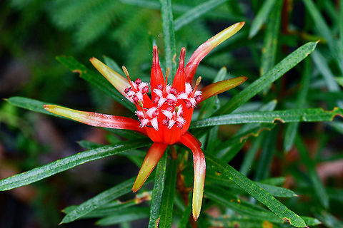 Mountain Devil These beauties are ablaze in the Blue Mountains at present! Australia,Geotagged,Lambertia formosa,Mountain devil,Summer