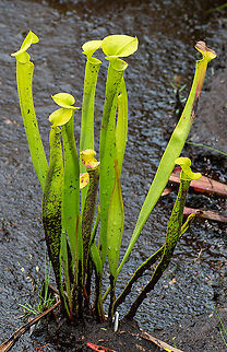 Green_Pitcher_Plant These plants are listed as endangered in the United States and there is an action plan for their recovery.  Australia,Geotagged,Green pitcher plant,Sarracenia oreophila,Summer