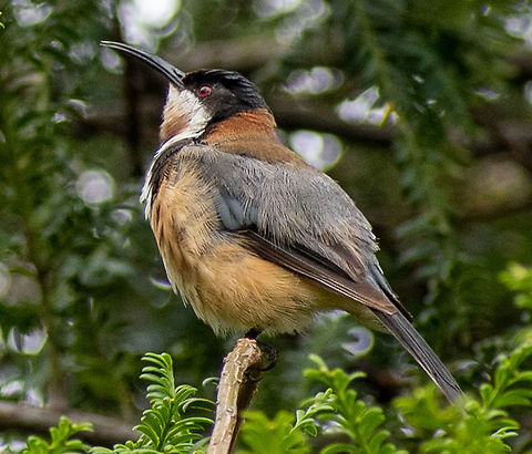 Eastern_Spinebill_  Acanthorhynchus tenuirostris,Australia,Eastern Spinebill,Geotagged,Summer