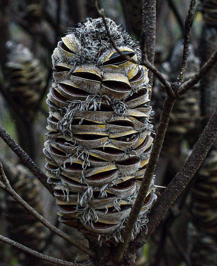 Banksia Seed Pod  Australia,Geotagged,Summer