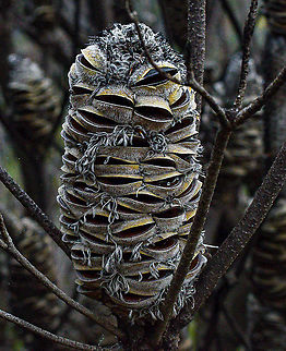 Banksia Seed Pod  Australia,Geotagged,Summer
