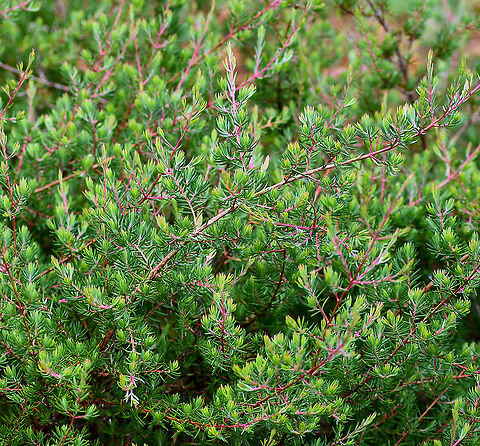 Darwinia_Taxifolia These are incredible when they flower. Australia,Darwinia taxifolia,Geotagged,Summer