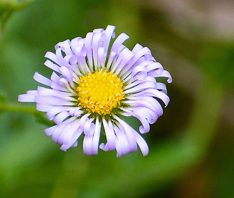 Mauve Burr Daisy  Australia,Calotis glandulosa,Geotagged,Summer