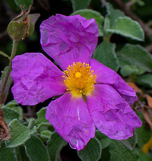 Hoary_Rock_Rose  Australia,Cistus creticus,Geotagged,Hoary Rock-Rose,Summer