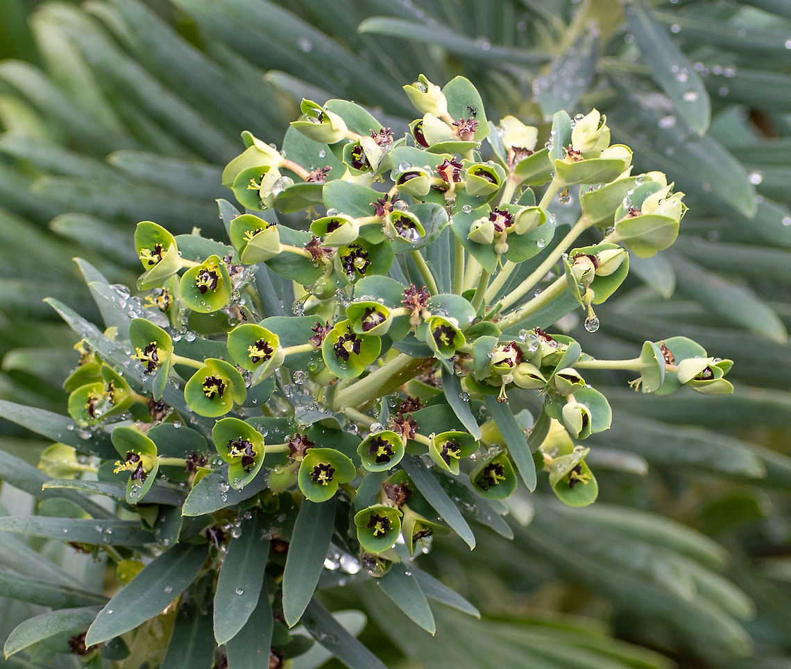 Mediterranean_Spurge  Australia,Euphorbia characias,Geotagged,Mediterranean spurge,Summer