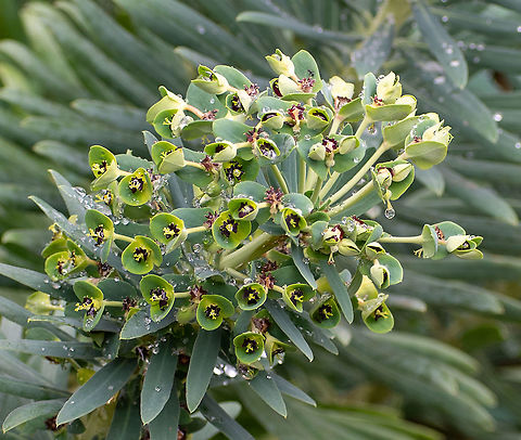 Mediterranean_Spurge  Australia,Euphorbia characias,Geotagged,Mediterranean spurge,Summer
