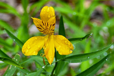 Peruvian_Lily Found this growing wild Alstroemeria aurea,Australia,Geotagged,Summer