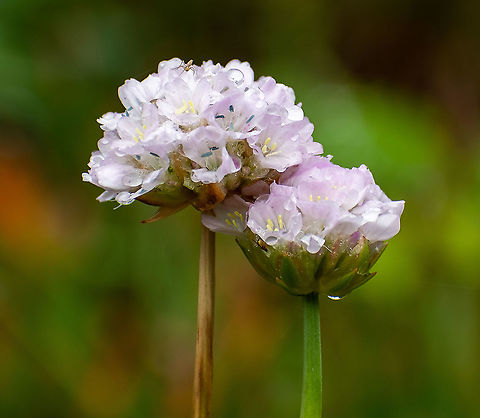 Sea_Thrift  Armeria maritima,Australia,Geotagged,Sea pink,Summer