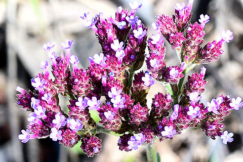 Purple_Top_Vervain  Australia,Geotagged,Purpletop vervain,Summer,Verbena bonariensis