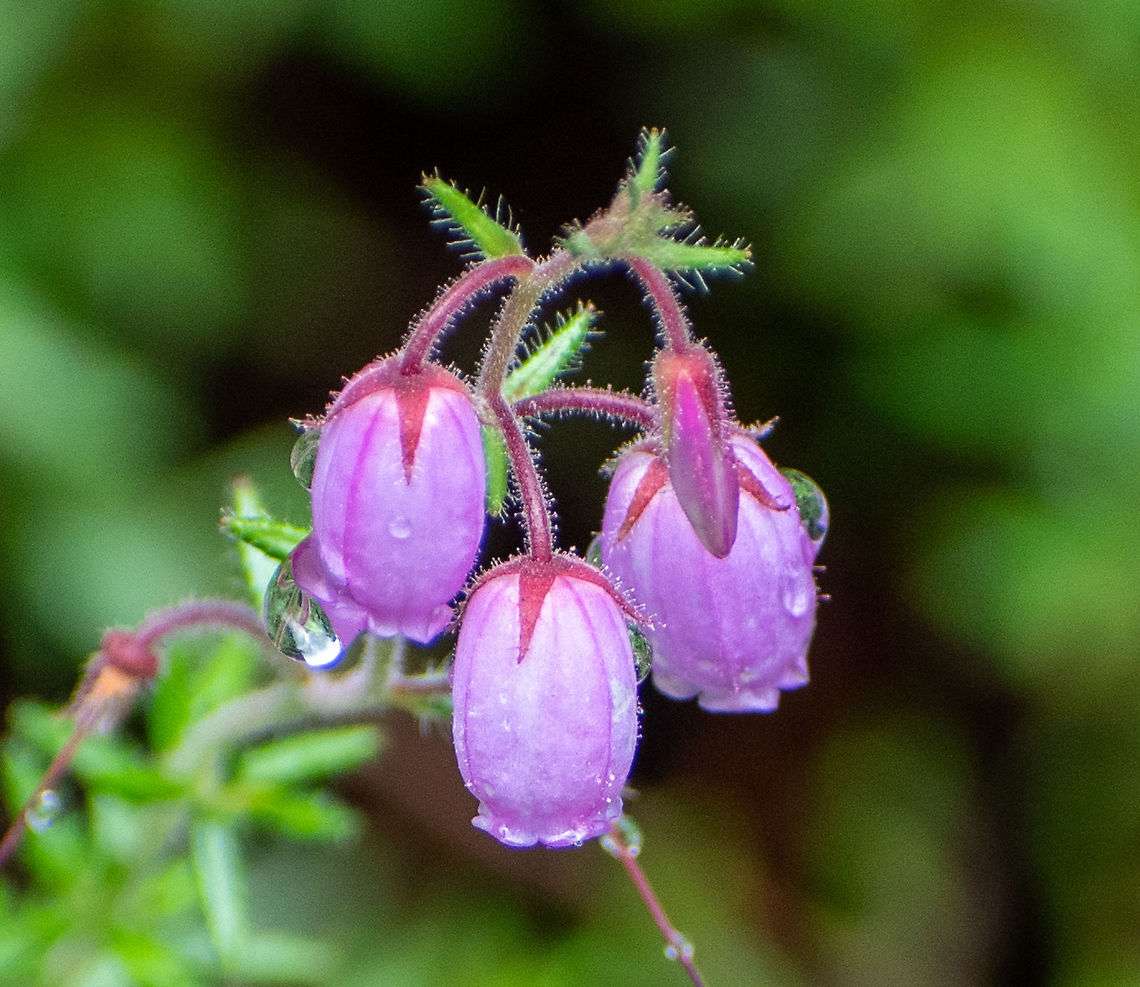 Cross_Leaved_Heath  Australia,Cross-leaved Heath,Erica tetralix,Geotagged,Summer