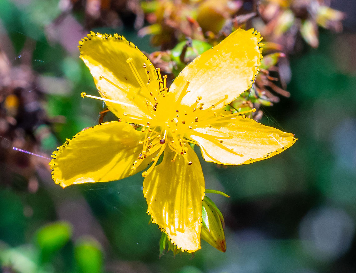 Common_St_John&rsquo;s_Wort  Australia,Common St John's wort,Geotagged,Hypericum perforatum,Summer