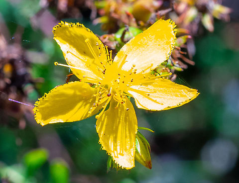 Common_St_John’s_Wort  Australia,Common St John's wort,Geotagged,Hypericum perforatum,Summer