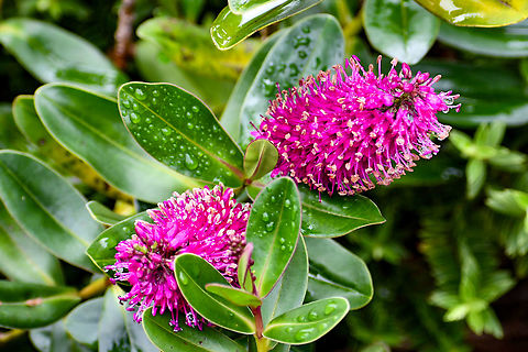 New_Zealand_Hebe  Australia,Geotagged,Hebe speciosa,Summer