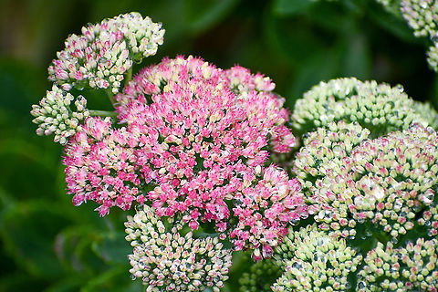 Orpine  Australia,Geotagged,Hylotelephium telephium,Orpine,Summer