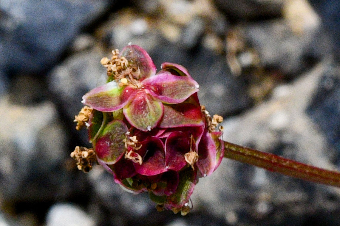 Salad_Burnett  Australia,Geotagged,Salad burnet,Sanguisorba minor,Summer