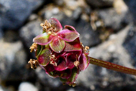 Salad_Burnett  Australia,Geotagged,Salad burnet,Sanguisorba minor,Summer