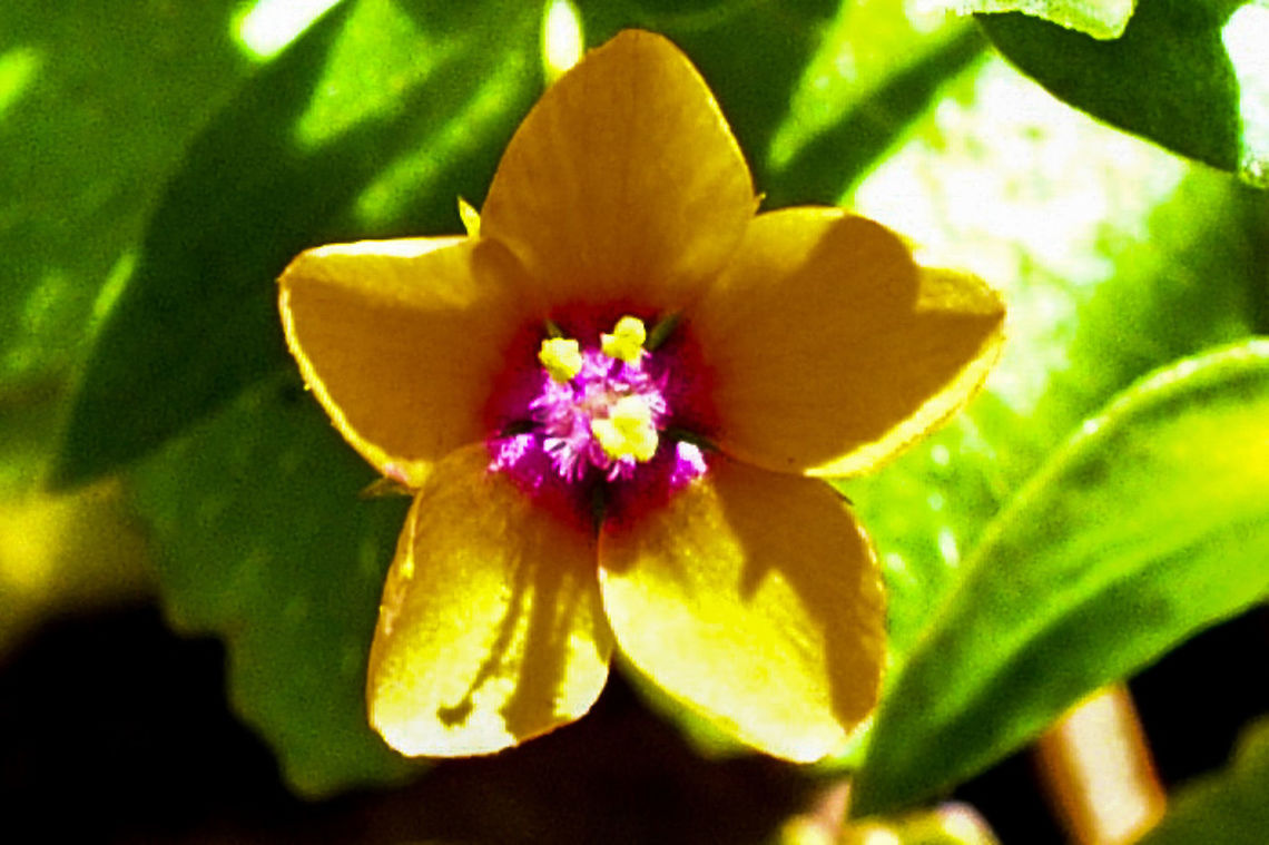 Scarlet_Pimpernel_  Anagallis arvensis,Australia,Geotagged,Scarlet pimpernel,Summer