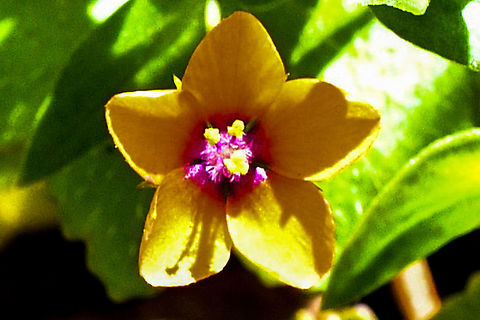 Scarlet_Pimpernel_  Anagallis arvensis,Australia,Geotagged,Scarlet pimpernel,Summer