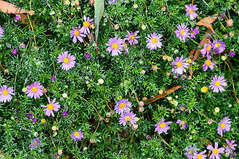 Hawkesbury Daisy  Australia,Brachyscome multifida,Geotagged,Senecio elegans,Summer