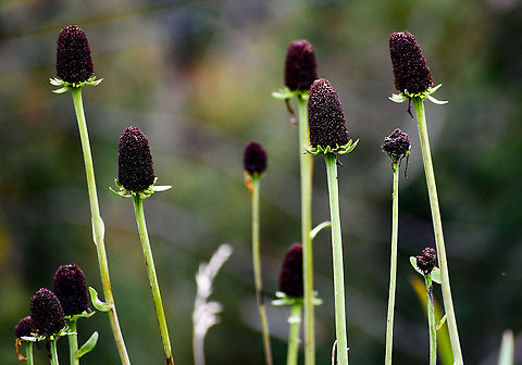 Great_Burnet  Australia,Geotagged,Great Burnet,Sanguisorba officinalis,Summer