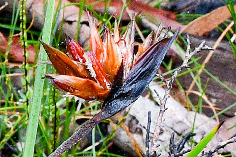 Sunbrushes_??  Australia,Geotagged,Summer