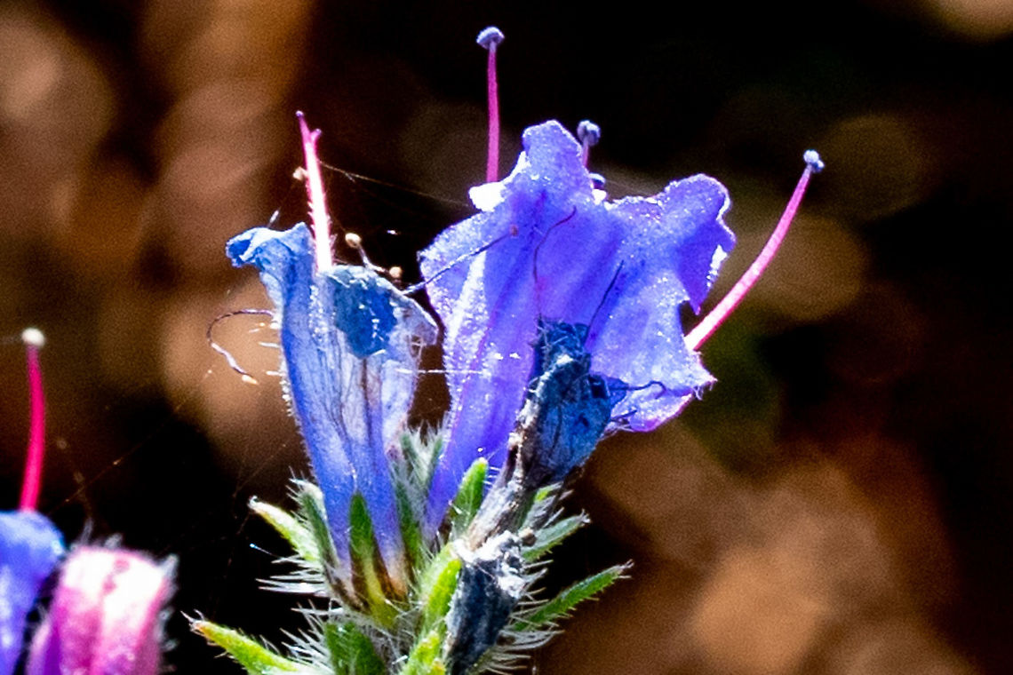 Purple_Viper’s_Bugloss ?  Australia,Echium plantagineum,Geotagged,Purple Viper's Bugloss,Summer