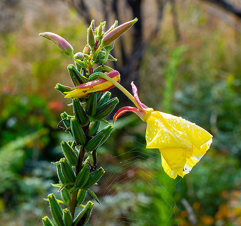 Large_Flowered_Evening_Primrose These roadside weeds are popping up everywhere. Australia,Geotagged,Oenothera glazioviana,Summer