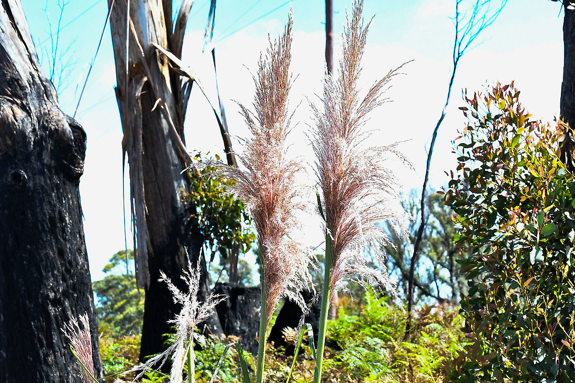 Purple_Pampas_Grass Found roadside Andean pampas grass,Australia,Cortaderia jubata,Geotagged,Summer