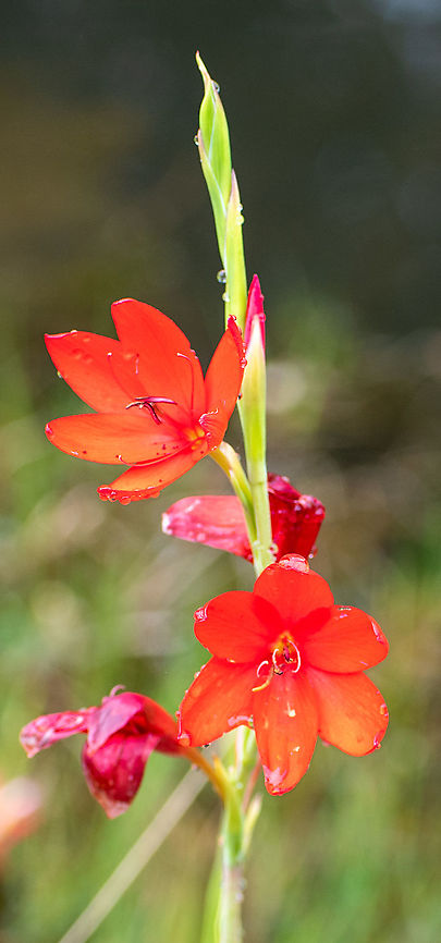 Scarlet_River_Lily  Australia,Geotagged,Hesperantha coccinea,Summer