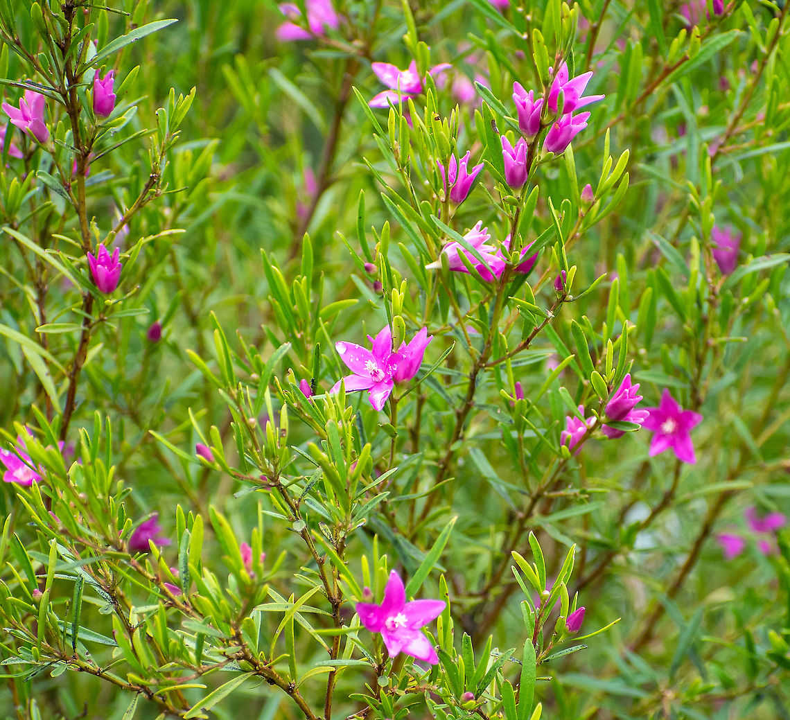 Boronia