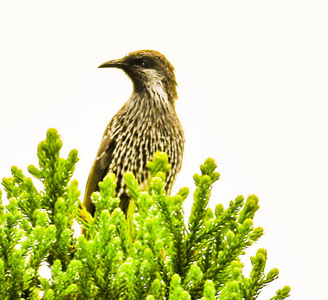 Little Wattle Bird  Anthochaera chrysoptera,Australia,Geotagged,Little Wattlebird,Summer